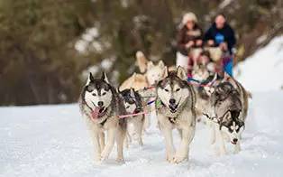 雪看极光你想都没想过的夏天!j9九游会俱乐部登录入口滑(图6) 雪看极光你想都没想过的夏天!j9九游会俱乐部登录入口滑(图6)